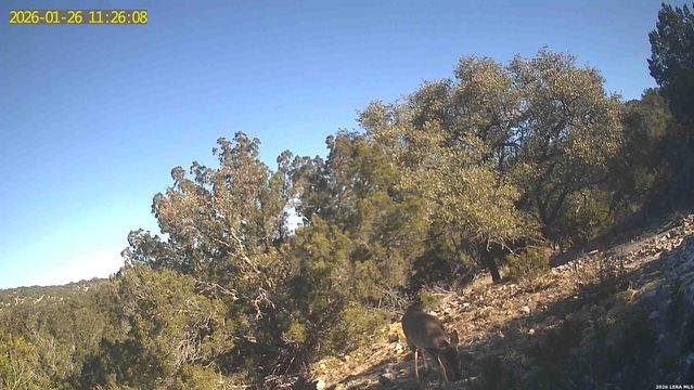 TBD Hegedus Ranch Rd, Rocksprings, TX 78880