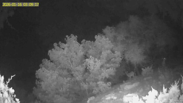 TBD Hegedus Ranch Rd, Rocksprings, TX 78880