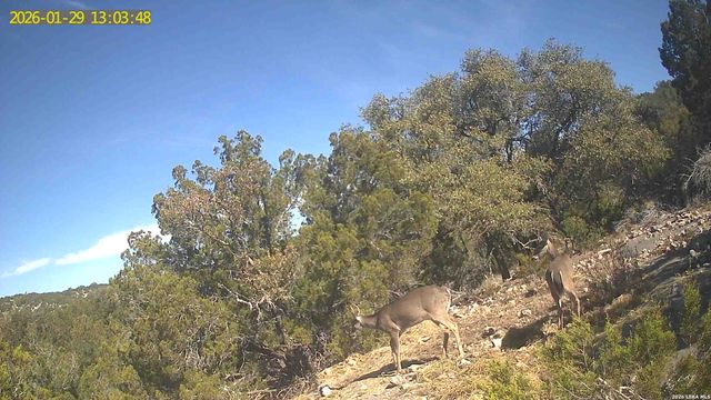 TBD Hegedus Ranch Rd, Rocksprings, TX 78880