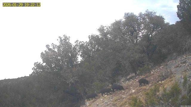 TBD Hegedus Ranch Rd, Rocksprings, TX 78880