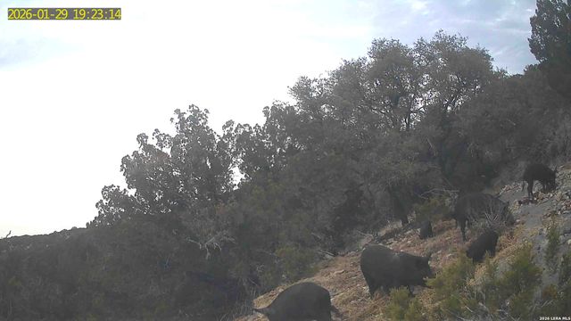 TBD Hegedus Ranch Rd, Rocksprings, TX 78880