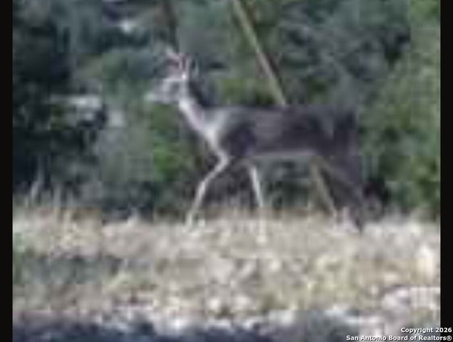 TBD Hegedus Ranch Rd, Rocksprings, TX 78880