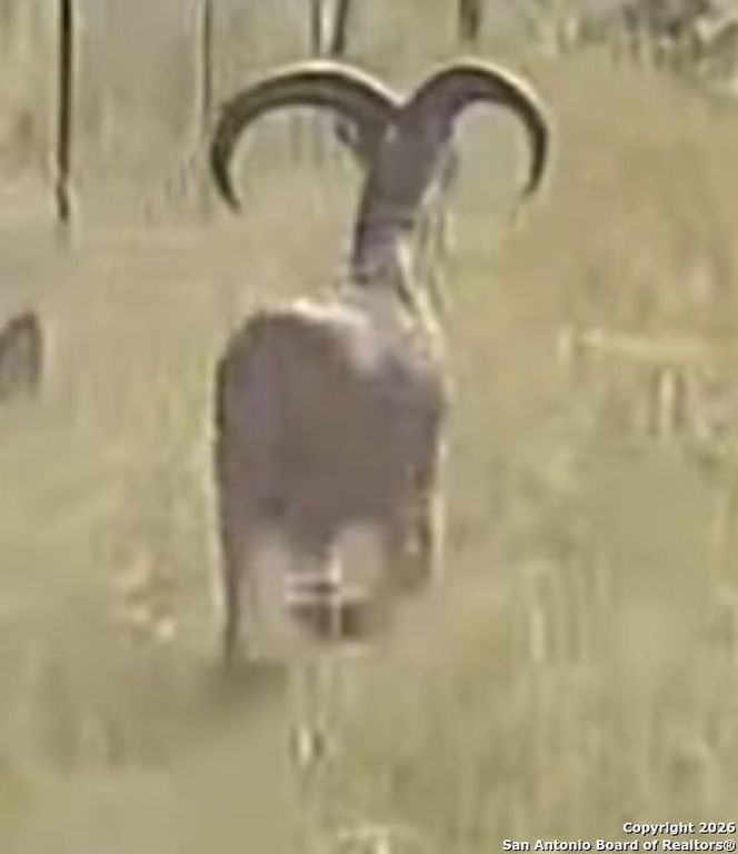 TBD Hegedus Ranch Rd, Rocksprings, TX 78880