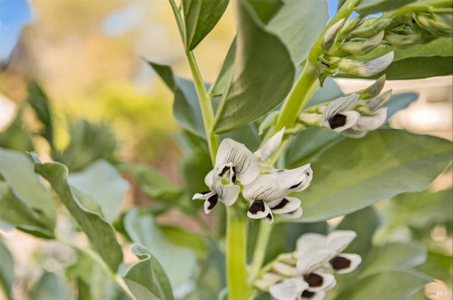 354 E Napa St, Sonoma, CA 95476