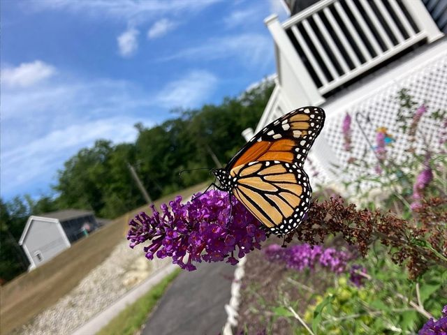 97 Timber Ridge Drive, Milford, NH 03055