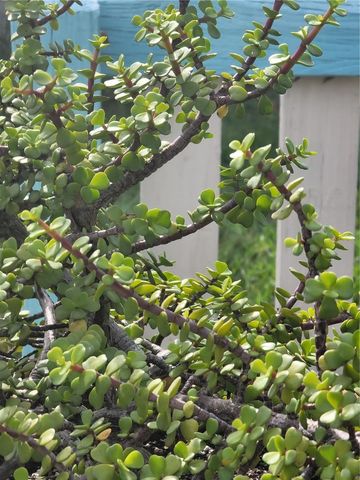 9826 LEHIGH DRIVE, Port Richey, FL 34668