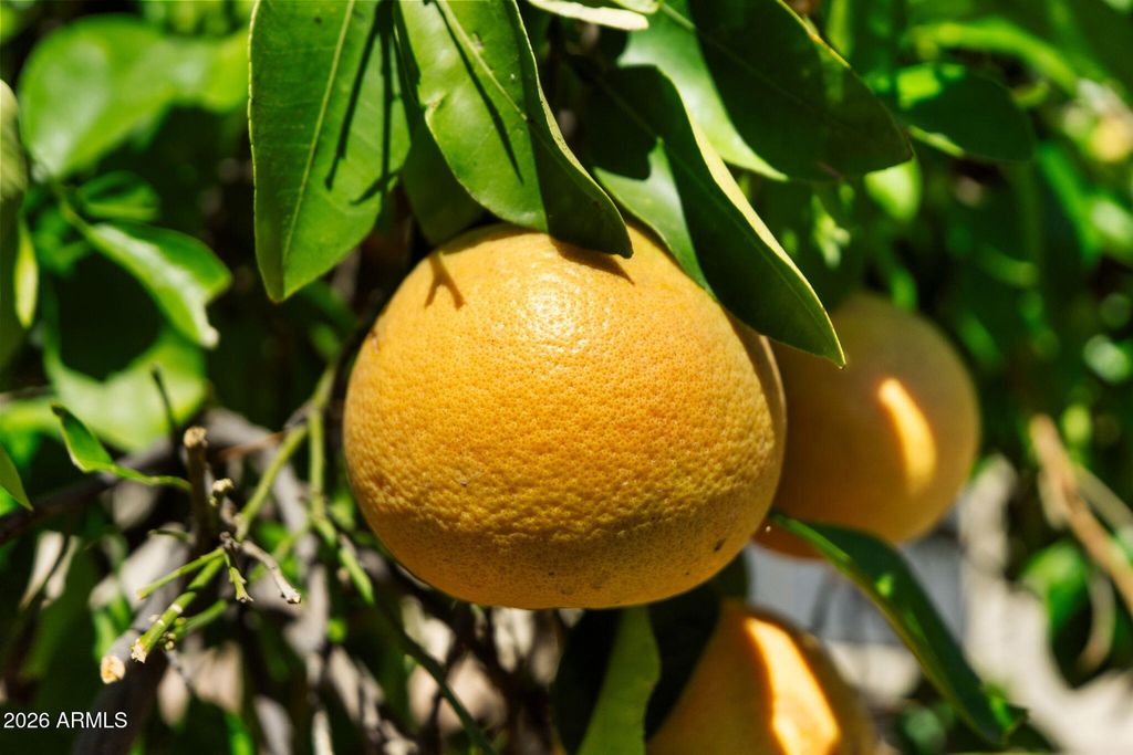 Image 21 of property listing at 2605 LEISURE WORLD --, Mesa, AZ 85206