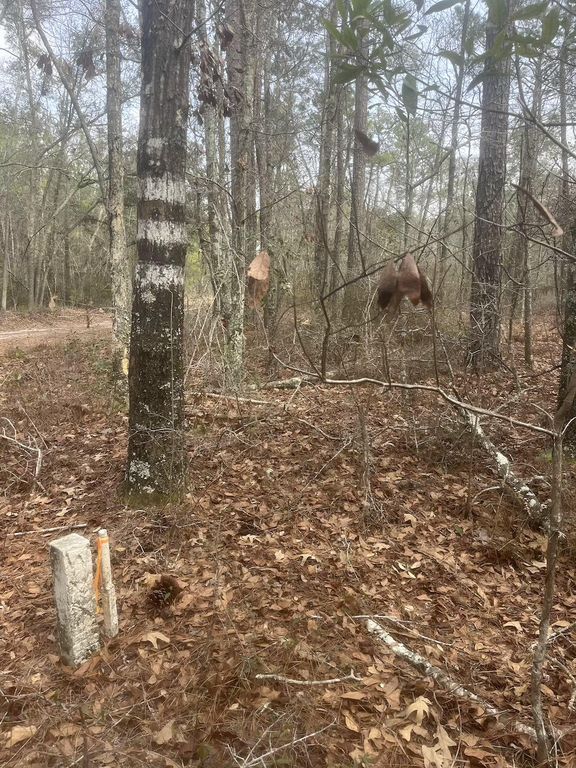 Image 8 of property listing at 0 Lowcountry Hwy, Yemassee, SC 29945