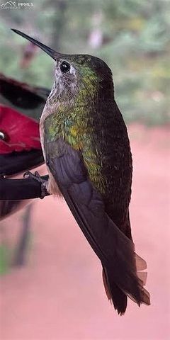 155 Squilchuk Trail, Woodland Park, CO 80863