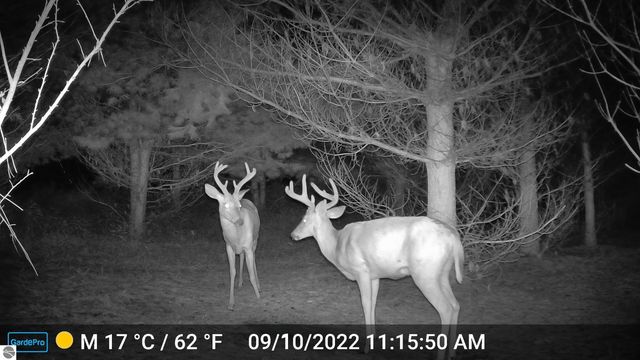 3626 90th Avenue, Evart, MI 49631