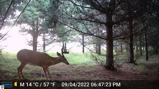 3626 90th Avenue, Evart, MI 49631