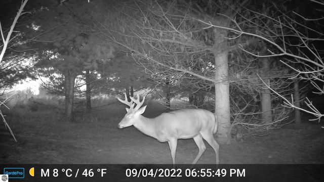 3626 90th Avenue, Evart, MI 49631