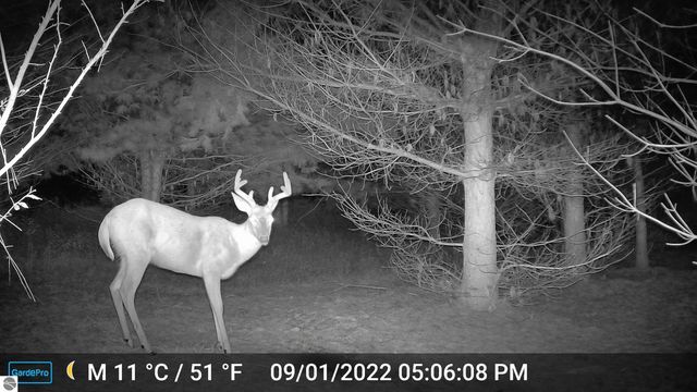 3626 90th Avenue, Evart, MI 49631