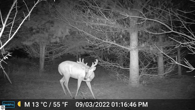 3626 90th Avenue, Evart, MI 49631