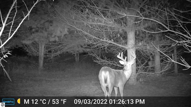 3626 90th Avenue, Evart, MI 49631