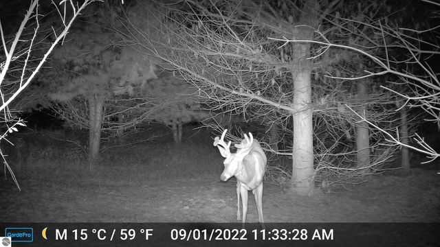 3626 90th Avenue, Evart, MI 49631