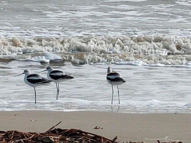 954 Eastview, Port Bolivar, TX 77650