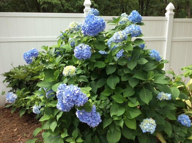 589 Pintail Drive, Aiken, SC 29803