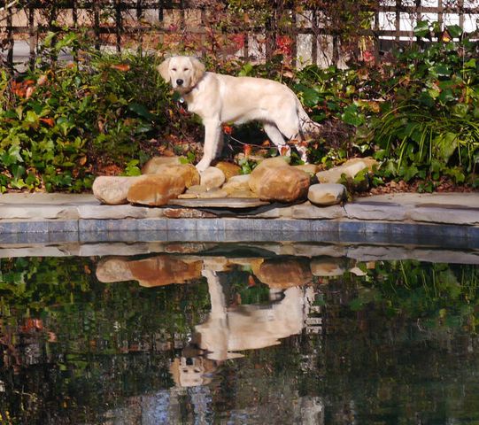 589 Pintail Drive, Aiken, SC 29803