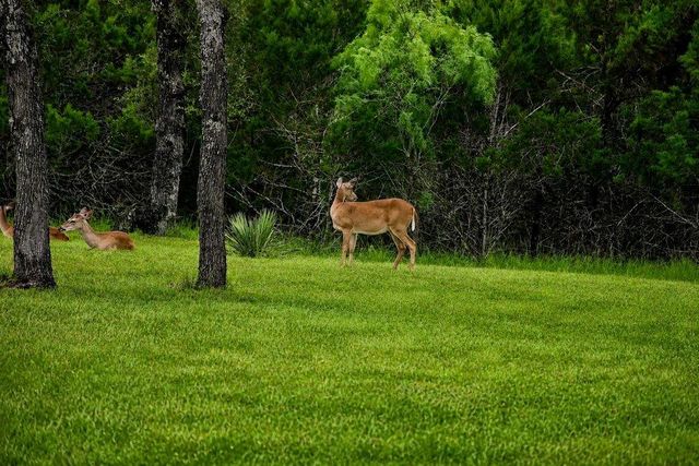 335 Turkey Tree RD, Spicewood, TX 78669