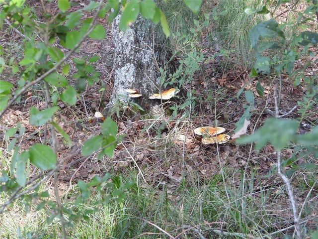 18855 Bethel Rd, Richards, TX 77873