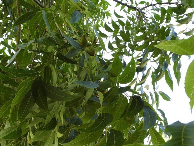 18855 Bethel Rd, Richards, TX 77873