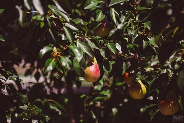 533 W Archer Dr, Pueblo West, CO 81007