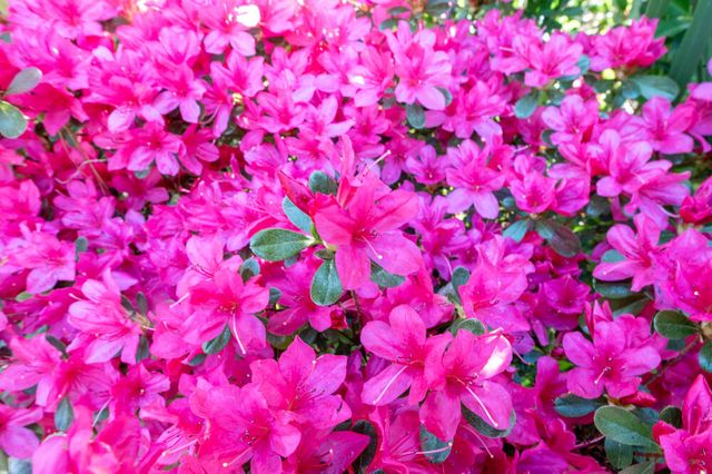 125 Laurel Oak Drive, Aiken, SC 29803