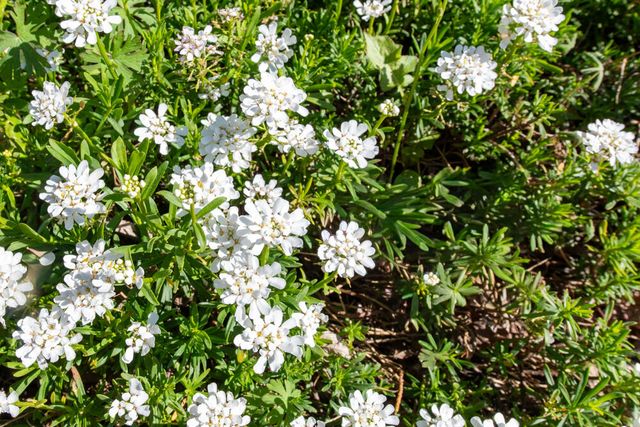 125 Laurel Oak Drive, Aiken, SC 29803