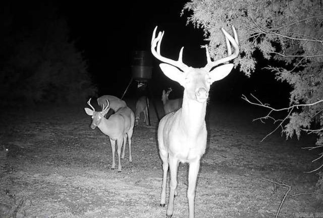 151 Latigo Lane, Greenbrier, AR 72058