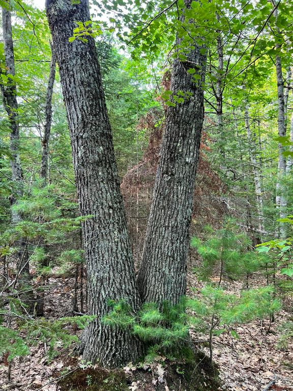 70-0 East Burrough Road, Bowdoin, ME 04287 — photo 4