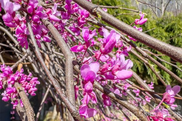 311 Pisgah Mine Road, Burnsville, NC 28714