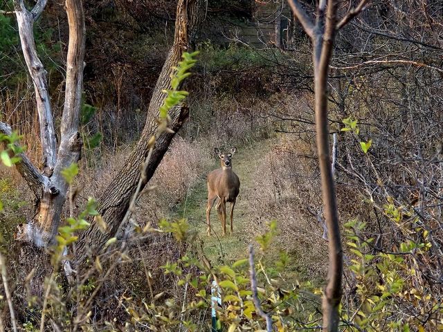 5438 Marie Road, Oregon, WI 53575