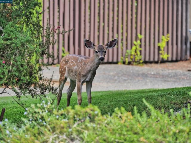 938 Lea Drive, San Rafael, CA 94903