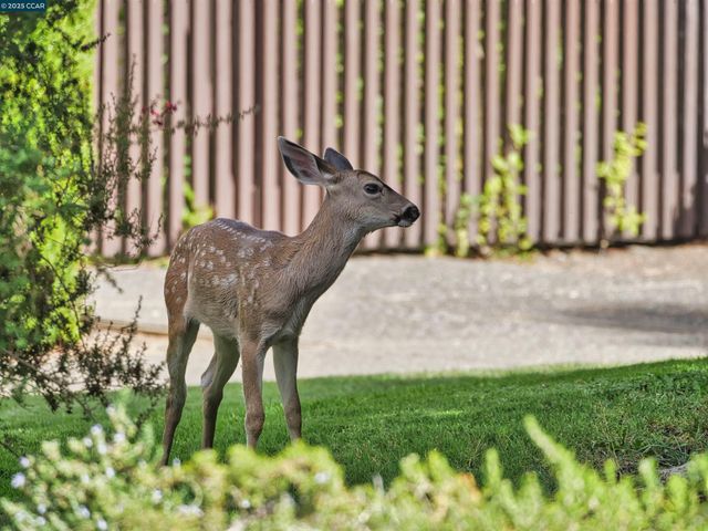 938 Lea Drive, San Rafael, CA 94903