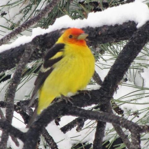 13892 Douglas Ranch Drive, Pine, CO 80470