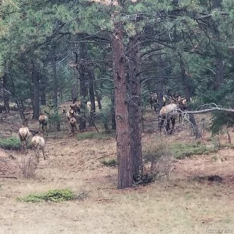 13892 Douglas Ranch Drive, Pine, CO 80470