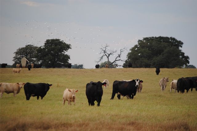 TBD County Road 150, Comanche, TX 76442