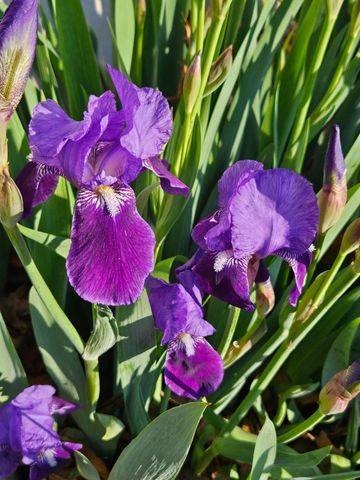 444 Sweetbriar Drive, Marshfield, MO 65706