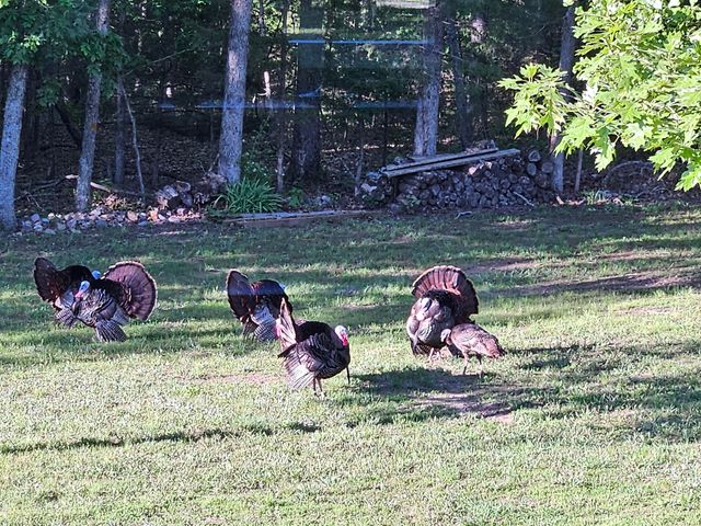 444 Sweetbriar Drive, Marshfield, MO 65706