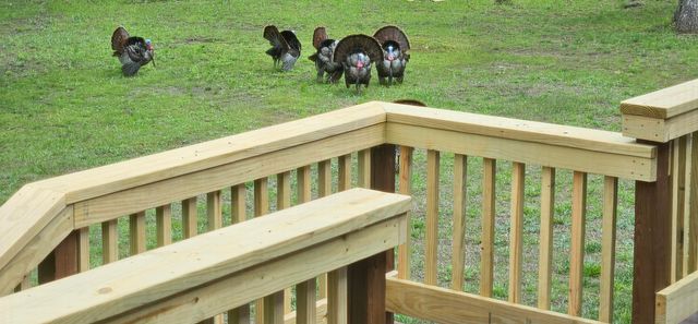 444 Sweetbriar Drive, Marshfield, MO 65706