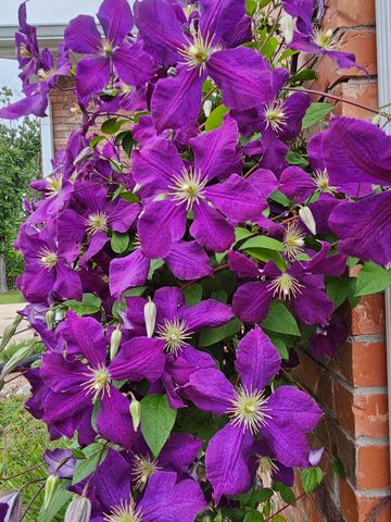 444 Sweetbriar Drive, Marshfield, MO 65706