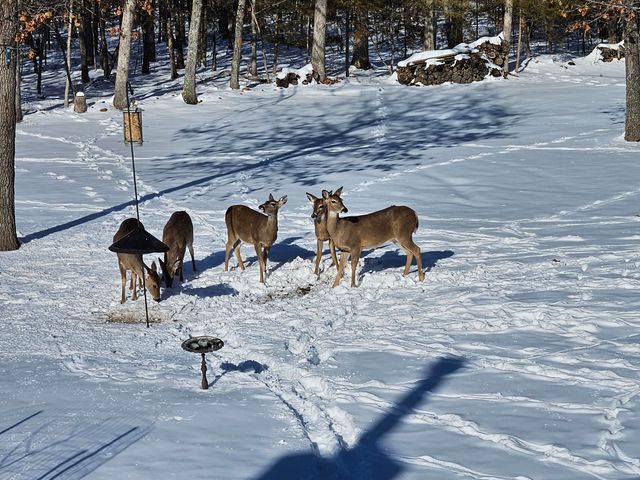 444 Sweetbriar Drive, Marshfield, MO 65706