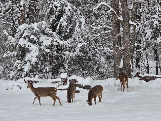 444 Sweetbriar Drive, Marshfield, MO 65706