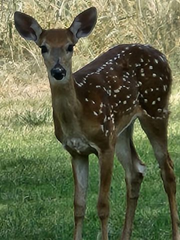 109 S Lakeshore Drive, Ransom Canyon, TX 79366