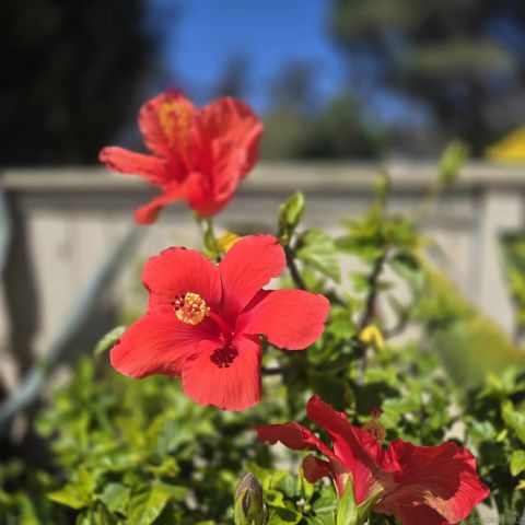 11623 Via Jacquelina, El Cajon, CA 92019