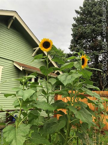 241 Moss Street, Highland Park, MI 48203