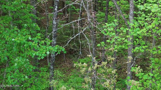 Peter Ford Rd, Sunbright, TN 37872