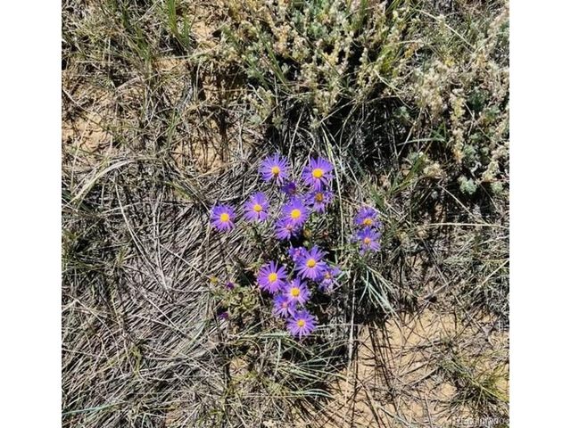 1686 Cimarron Dr, Hartsel, CO 80449