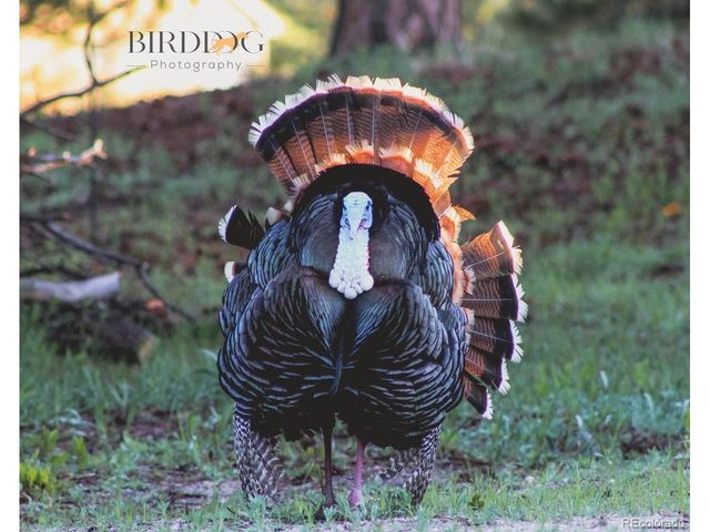 7905 Ponderosa Ln, Parker, CO 80138